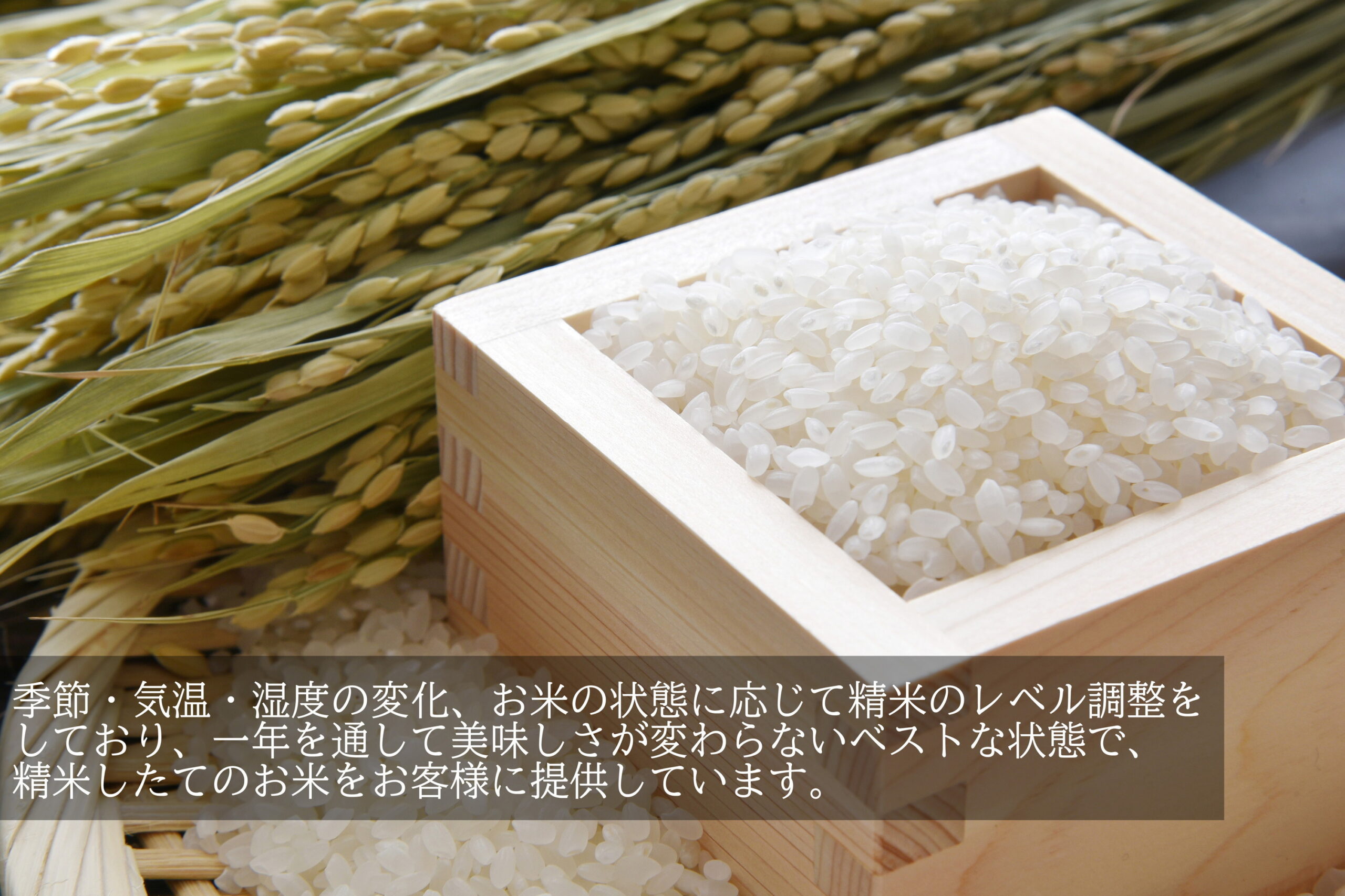 《生姜まるごと食べるカレー》 「岩本寺生姜カレー 6食分」× 仁井田米 「十和錦 1kg」 セット! 新米 カレー レトルト curry ヴィーガン ビーガン対応 vegan お寺 贈り物 夏ギフト お中元 御中元 お取り寄せ ギフト 御礼 高知 特産 食品 プレゼント 【のし対応可】 - 画像 (6)